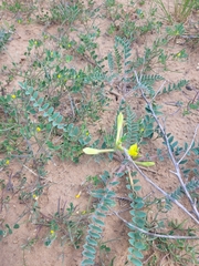 Astragalus longipetalus