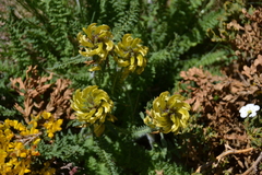 Pedicularis schizocalyx