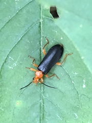 Neopyrochroa flabellata