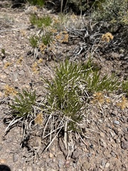 Petradoria pumila