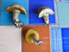 Xerocomellus truncatus