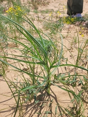 Leymus racemosus