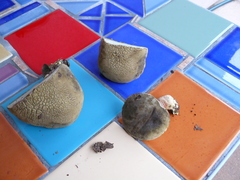 Xerocomellus truncatus