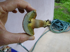 Xerocomellus truncatus