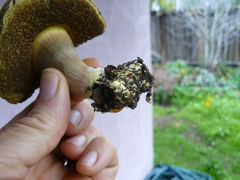 Xerocomellus truncatus