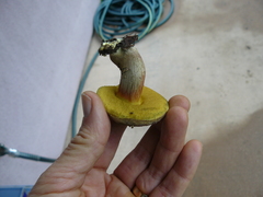 Xerocomellus truncatus