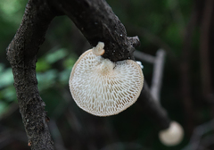 Neofavolus alveolaris