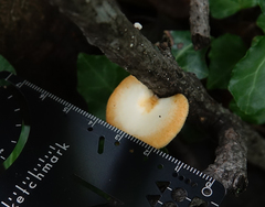 Neofavolus alveolaris