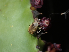 Eristalinus taeniops