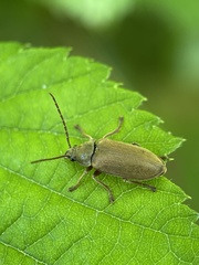 Dascillus cervinus