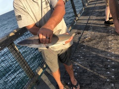 Carcharhinus brevipinna