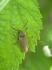 Dascillus cervinus