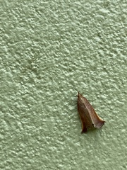 Microzancla ignitalis