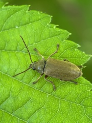 Dascillus cervinus