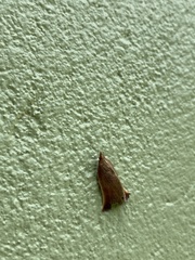 Microzancla ignitalis