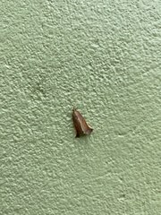 Microzancla ignitalis