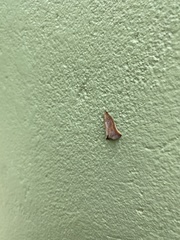 Microzancla ignitalis