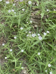 Pseudostellaria