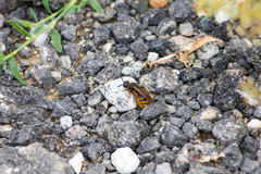 Dasyscolia ciliata
