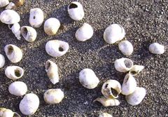 Nerita plicata