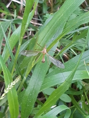 Tipula maxima