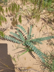 Astragalus longipetalus