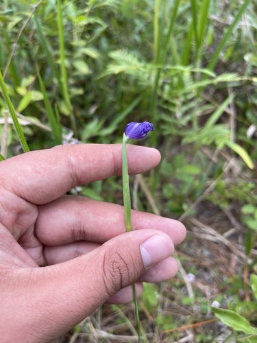 Bartram's ixia (Salpingostylis caelestina)
