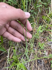 Salpingostylis caelestina, photograph Brandon Corder, CC BY, iNaturalist via GBIF