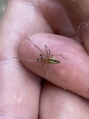 Cheiracanthium erraticum