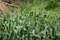 Allium aflatunense