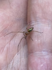 Cheiracanthium erraticum