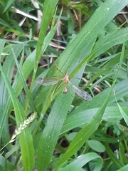 Tipula maxima