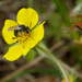 Andrena melanochroa - Photo (c) Max McCarthy,  זכויות יוצרים חלקיות (CC BY-NC), הועלה על ידי Max McCarthy