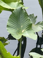 Nuphar