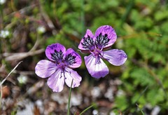 Erodium glandulosum