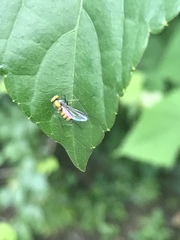 Condylostylus comatus