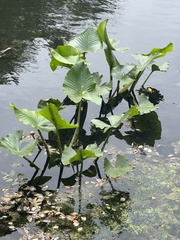 Nuphar