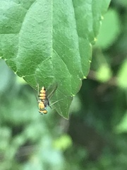Condylostylus comatus