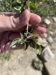 Cercocarpus montanus