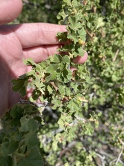 Ribes