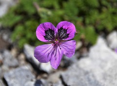Erodium glandulosum