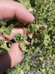 Ribes