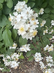 Rosa