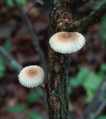 Heliocybe sulcata