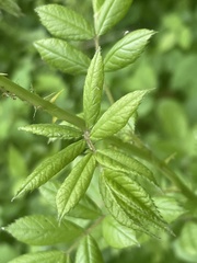 Rosa