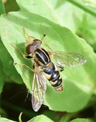 Anasimyia anausis