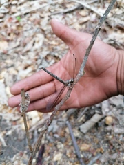 Ascaloptynx appendiculata