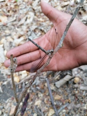 Ascaloptynx appendiculata
