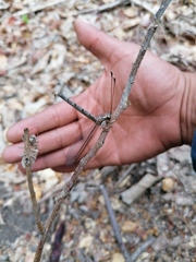 Ascaloptynx appendiculata
