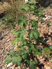 Ribes sanguineum glutinosum